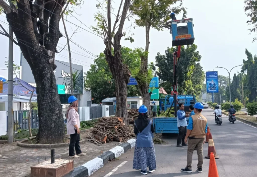 DPRKP Tingkatkan Pemangkasan Pohon Rawan Tumbang Jelang Musim Hujan Pemangkasan pohon rawan tumbang di Kota Cirebo. Foto: Istimewa.