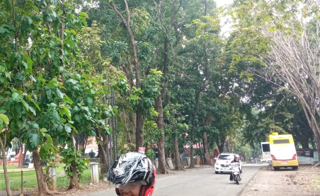 Cuaca Ekstrem, DPRKP Cirebon Perketat Pengawasan Pohon Rawan Tumbang