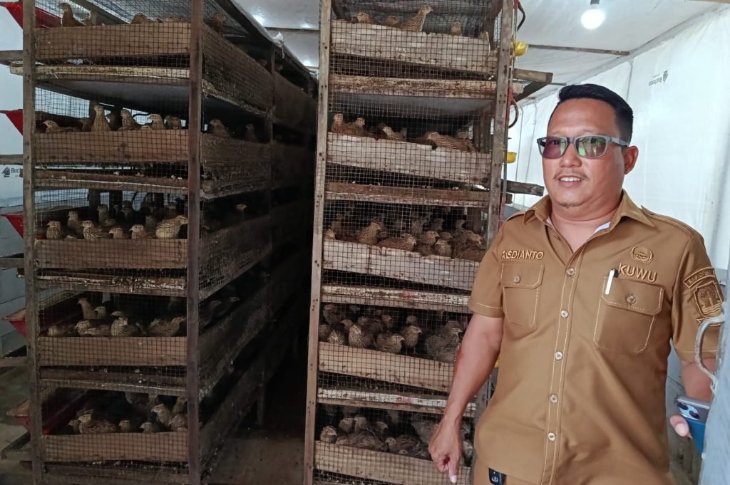 Pemdes Serang Cirebon Sukses Budidaya Burung Puyuh